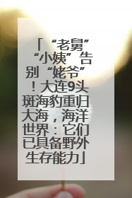 “老舅”“小姨”告别“姥爷”！大连9头斑海豹重归大海，海洋世界：它们已具备野外生存能力