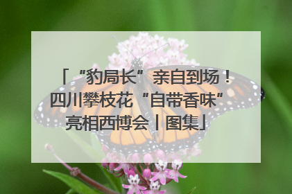 “豹局长”亲自到场！四川攀枝花“自带香味”亮相西博会丨图集