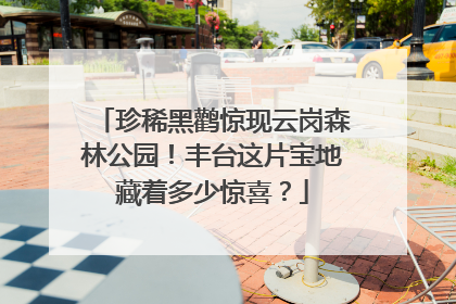 珍稀黑鹳惊现云岗森林公园！丰台这片宝地藏着多少惊喜？