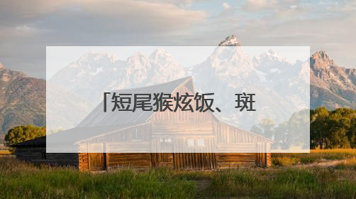 短尾猴炫饭、斑羚对镜头wink 云南山林萌物们“营业”啦