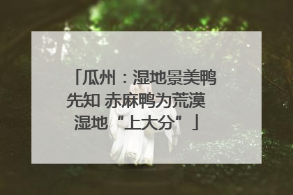 瓜州：湿地景美鸭先知 赤麻鸭为荒漠湿地“上大分”
