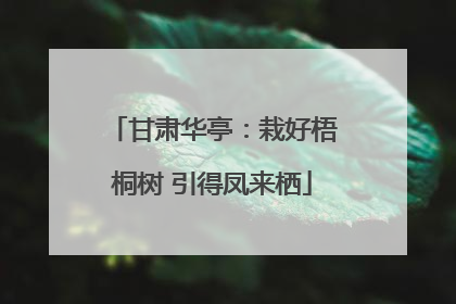 甘肃华亭：栽好梧桐树 引得凤来栖