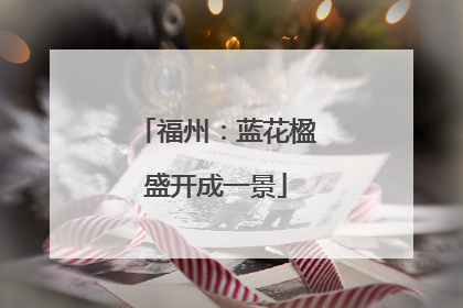 福州：蓝花楹盛开成一景