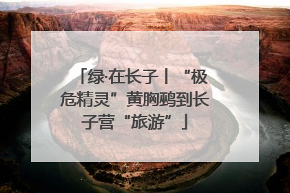 绿·在长子丨“极危精灵”黄胸鹀到长子营“旅游”