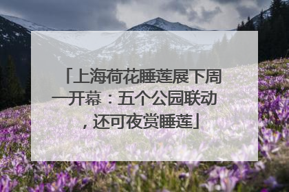 上海荷花睡莲展下周一开幕：五个公园联动，还可夜赏睡莲