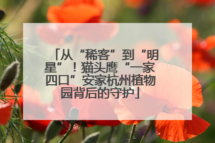 从“稀客”到“明星”！猫头鹰“一家四口”安家杭州植物园背后的守护