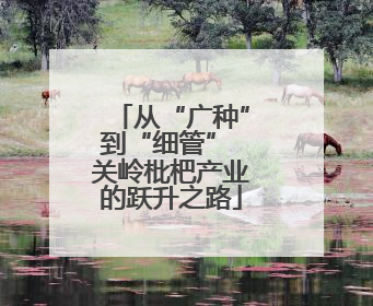 从“广种”到“细管” 关岭枇杷产业的跃升之路