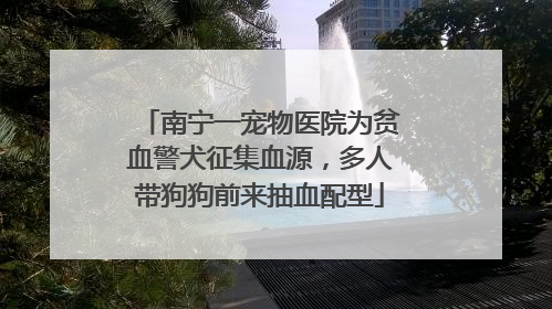 南宁一宠物医院为贫血警犬征集血源，多人带狗狗前来抽血配型