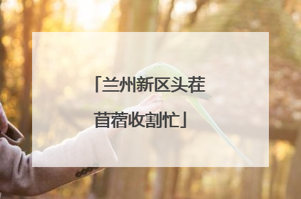 兰州新区头茬苜蓿收割忙