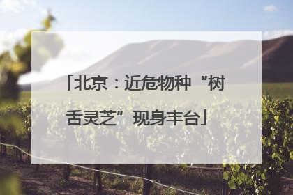 北京：近危物种“树舌灵芝”现身丰台
