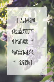 吉林通化蓝莓产业铺就“绿富同兴”新路