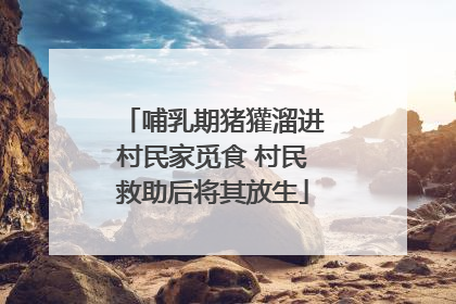 哺乳期猪獾溜进村民家觅食 村民救助后将其放生