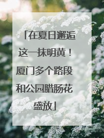 在夏日邂逅这一抹明黄！厦门多个路段和公园腊肠花盛放