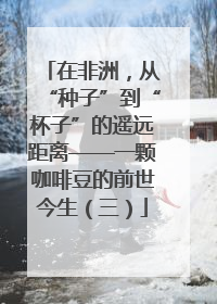 在非洲，从“种子”到“杯子”的遥远距离——一颗咖啡豆的前世今生（三）