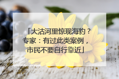 大沽河里惊现海豹？专家：有过此类案例，市民不要自行靠近