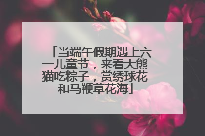 当端午假期遇上六一儿童节，来看大熊猫吃粽子，赏绣球花和马鞭草花海