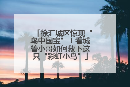 徐汇城区惊现“鸟中国宝”！看城管小哥如何救下这只“彩虹小鸟”