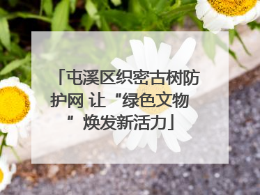 屯溪区织密古树防护网 让“绿色文物”焕发新活力