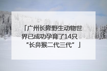 广州长隆野生动物世界已成功孕育了14只“长鼻猴二代三代”