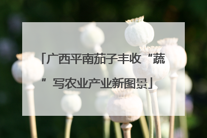 广西平南茄子丰收“蔬”写农业产业新图景