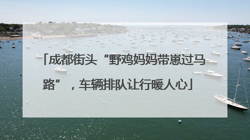 成都街头“野鸡妈妈带崽过马路”，车辆排队让行暖人心