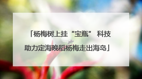 杨梅树上挂“宝瓶” 科技助力定海晚稻杨梅走出海岛
