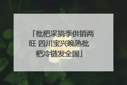 枇杷采摘季供销两旺 四川宝兴晚熟枇杷冷链发全国