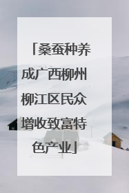 桑蚕种养成广西柳州柳江区民众增收致富特色产业