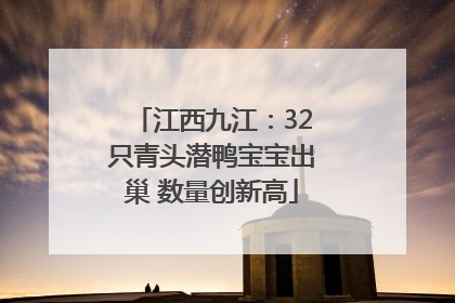 江西九江：32只青头潜鸭宝宝出巢 数量创新高