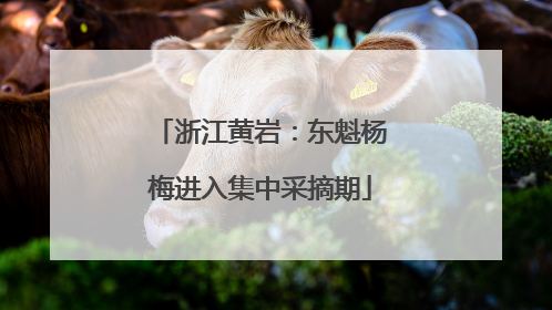 浙江黄岩：东魁杨梅进入集中采摘期