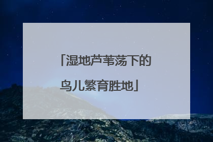 湿地芦苇荡下的鸟儿繁育胜地