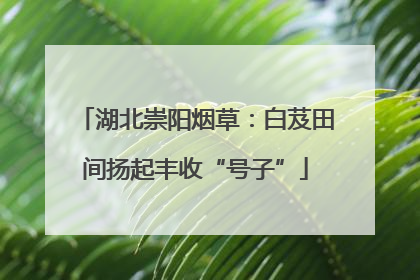 湖北崇阳烟草：白芨田间扬起丰收“号子”