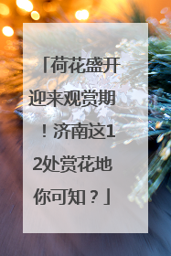 荷花盛开迎来观赏期！济南这12处赏花地你可知？