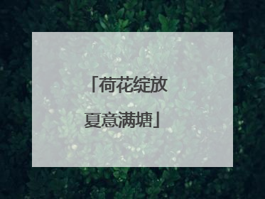 荷花绽放 夏意满塘