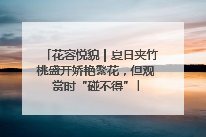 花容悦貌｜夏日夹竹桃盛开娇艳繁花，但观赏时“碰不得”