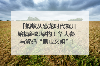 蚂蚁从恐龙时代就开始搞组织架构！华大参与解码“昆虫文明”