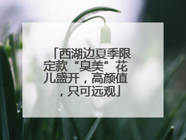 西湖边夏季限定款“臭美”花儿盛开，高颜值，只可远观