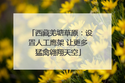西藏羌塘草原：设置人工鹰架 让更多猛禽翱翔天空