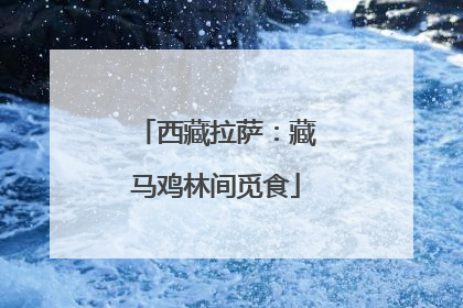 西藏拉萨：藏马鸡林间觅食