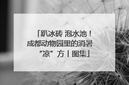 趴冰砖 泡水池！成都动物园里的消暑“凉”方丨图集