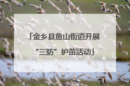 金乡县鱼山街道开展“三防”护苗活动