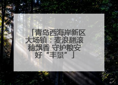 青岛西海岸新区大场镇：麦浪翻滚穗飘香 守护粮安好“丰景”