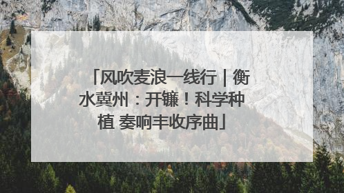 风吹麦浪一线行｜衡水冀州：开镰！科学种植 奏响丰收序曲
