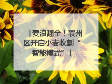 麦浪翻金！襄州区开启小麦收割“智能模式”