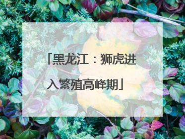黑龙江：狮虎进入繁殖高峰期